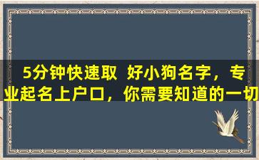 5分钟快速取  好小狗名字，专业起名上户口，你需要知道的一切！